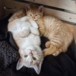 Kay + Family Fosters - @kayfosters - Instagram