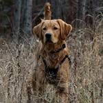 𝐆𝐮𝐧𝐧𝐞𝐫 | 𝐁𝐫𝐞𝐚𝐧𝐧𝐚 + 𝐊𝐚𝐲𝐚 - @gunner.the.goldenn - Instagram