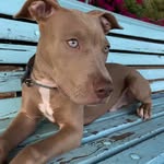 Kay guy pitbull 🐶 - @kaythe_pitbull - Instagram