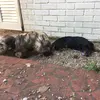 kayleeharder7113 - @kayleeharder7113 - TikTok