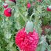 Teresa Kay Hauser - Facebook