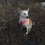 Shelby Kay Holtz - @myminirescue - Instagram