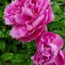 Kay Houser - Facebook