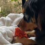 kayko - @kayko_bernedoodle - Instagram