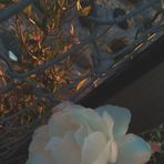 Kay Lawson - Facebook