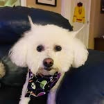 Kay Lehmann - @stellaandbella - Instagram