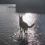 Kay Mcgregor - @rescue_ru_gsd - Instagram