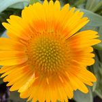 Kay McManus - @beautiful_flowers_of_nature - Instagram