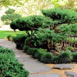 Kay McManus - @focusongardens - Instagram