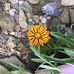 Kay Phelps - Facebook