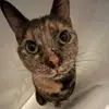 kaylee - @kaypickett - TikTok
