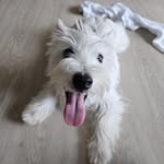 Latte aka 小白龙 - @kaypohlatte - Instagram