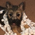Kay Putman - @piequilter - Instagram