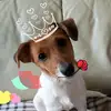 Kayrathewonderdog - @kayrathewonderdog - TikTok