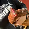MaineBirdBrain - @kayrey929 - TikTok