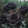 kayrock.95_ - @kayrock.95_ - TikTok