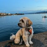 Kayro - @_kayrothemaltipoo - Instagram