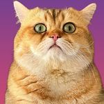 مستر کایروس وملکه پپر - @kayrouse.pepper.cats - Instagram