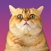 kayrouse.pepper.cats - @kayrouse.pepper.cats - TikTok