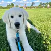 Jaimi Kay Schauer - @mondaythegolden - TikTok