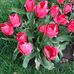 Kay Shanks - Facebook