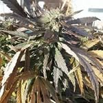Kay Sharpe - @kay.sharpe.790693 - Instagram