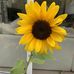 Kay Shepherd - Facebook