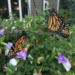 Mary Kay Conrad Strauss - @kaystrauss2018 - Instagram