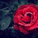 Kay Trahan - Facebook