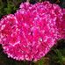 Kay Watt - Facebook