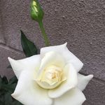 Kay Weaver - @weaver_kay - Instagram
