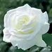Kay Webb - Facebook