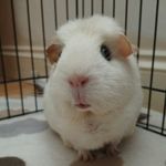 kay webber - @wiggly_poofs - Instagram