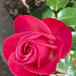 Kay Whittaker - @kay.whittaker.77 - Instagram