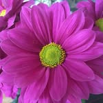 Kay Whittle - @pinkpooch73 - Instagram