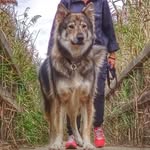 Charo Santana - @kaywolf19 - Instagram
