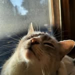 Kaya 💛 - @kayabeancat - Instagram