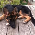 Kaya Bean - @gsd_princesskb - Instagram