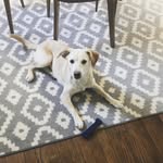 Kaya Bean - @kaya.the.mini.lab - Instagram
