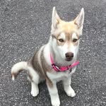 Kaya - @kayabean23 - Instagram