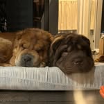 Kaya The Bear ♀️& Chrocolate Bruce - @kayathebearcoatsharpei - Instagram