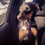 Kaya Davis - @kayathedoberman - Instagram