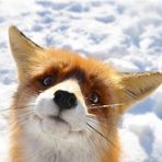 Kaya Fox - Facebook