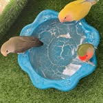 کایا🦜مایا🦜مورفین‌    سه طوطی دوست داشتنی(ارین) - @kaya.maya.morfin - Instagram