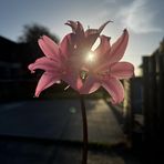 Kaya Mitchell - Facebook