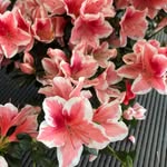 Kaya Rose - @48scarves - Instagram