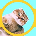 Kaya • Scottishfold - @kaya_scottishfold - Instagram