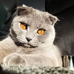 Kaya❤️Scottishfold - @kayascottishfold - Instagram