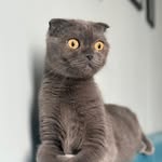 KᗩYᗩ 🐱 - @kaya.scottish.fold - Instagram