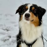 Aussie Dream‘s I Wan‘na Be Like You - Kaya - @kaya.shepherd - Instagram